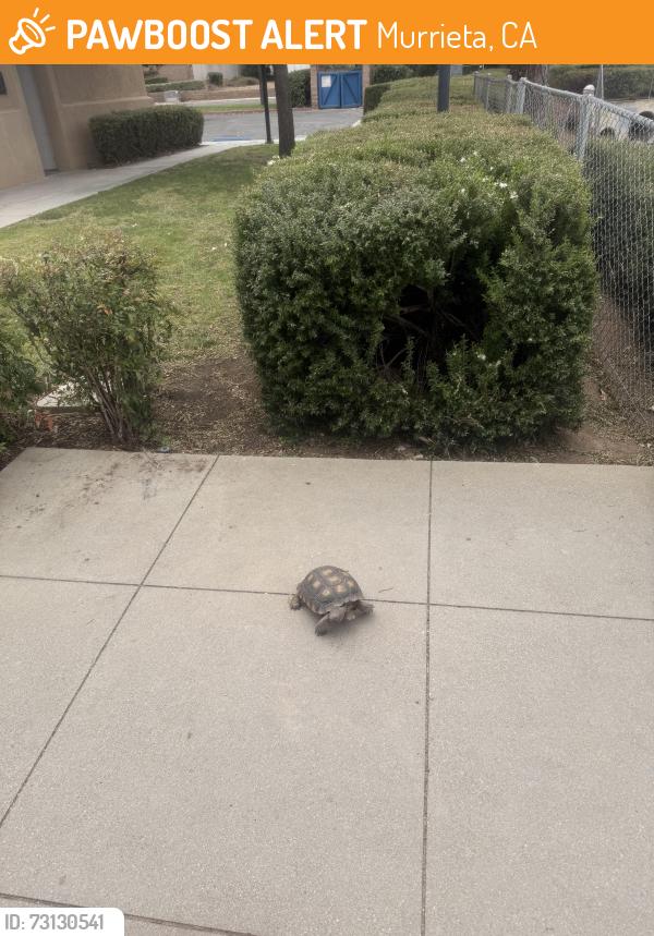 Found/Stray Unknown Reptile last seen Mapleton park, Murrieta, CA 92563