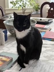 Reunited Male Cat last seen Near Keene Ave, Baltimore, MD 21214, USA, Baltimore, MD 21214
