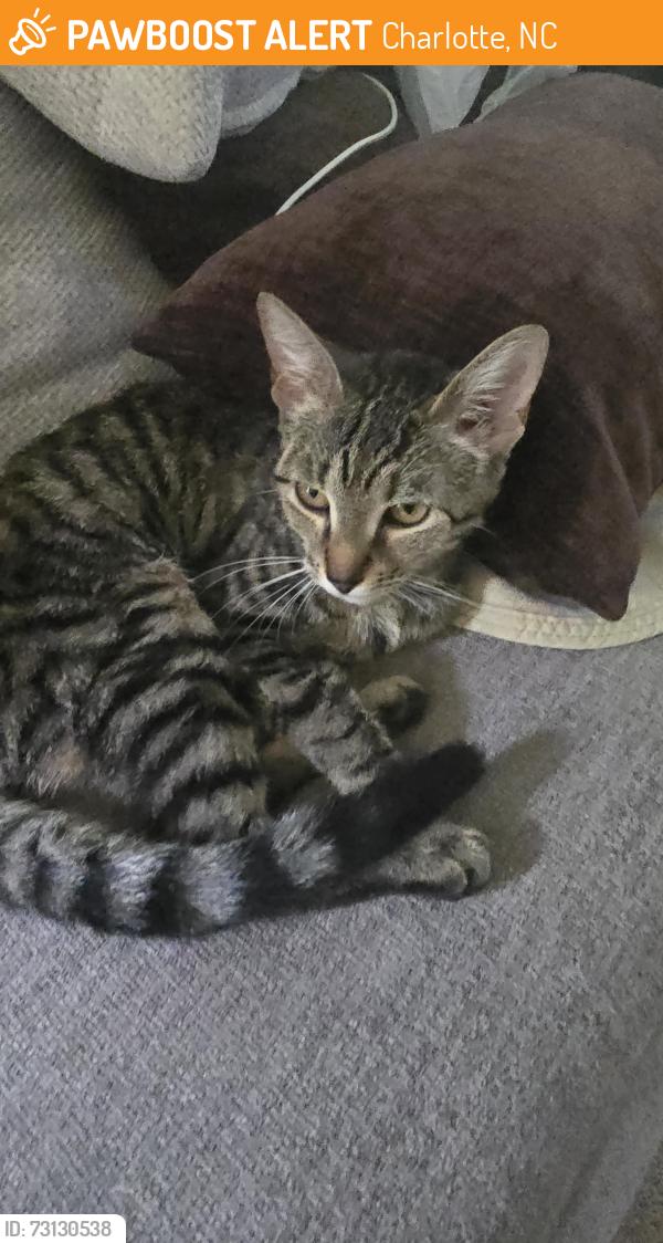 Found/Stray Female Cat last seen Ernie drive Charlotte nc, Charlotte, NC 28269