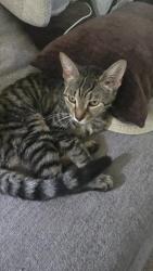 Found/Stray Female Cat last seen Ernie drive Charlotte nc, Charlotte, NC 28269