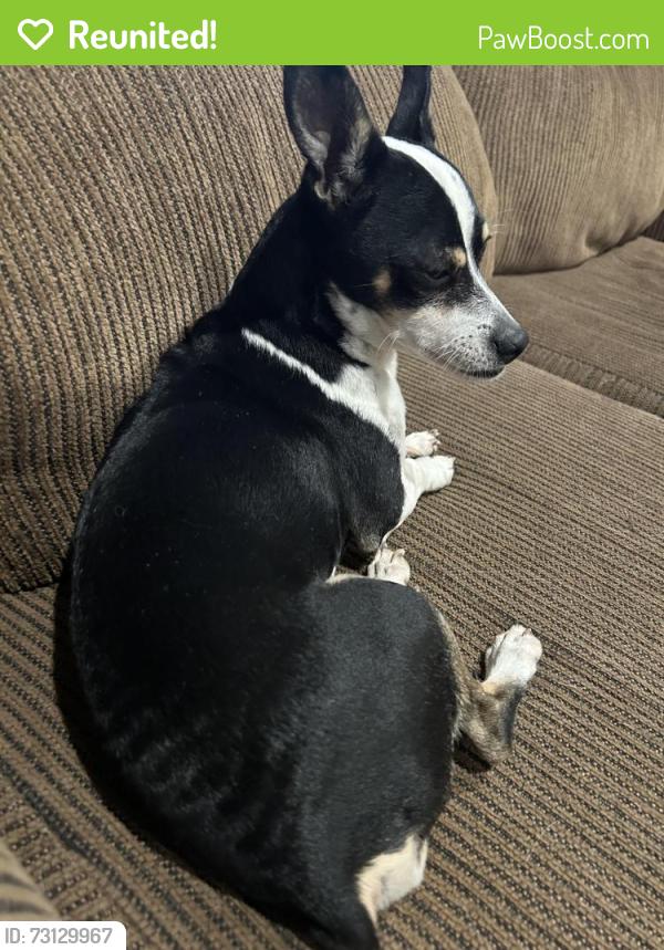 Reunited Male Dog last seen Diablo and Elkhorn Blvd, Sacramento, CA 95842