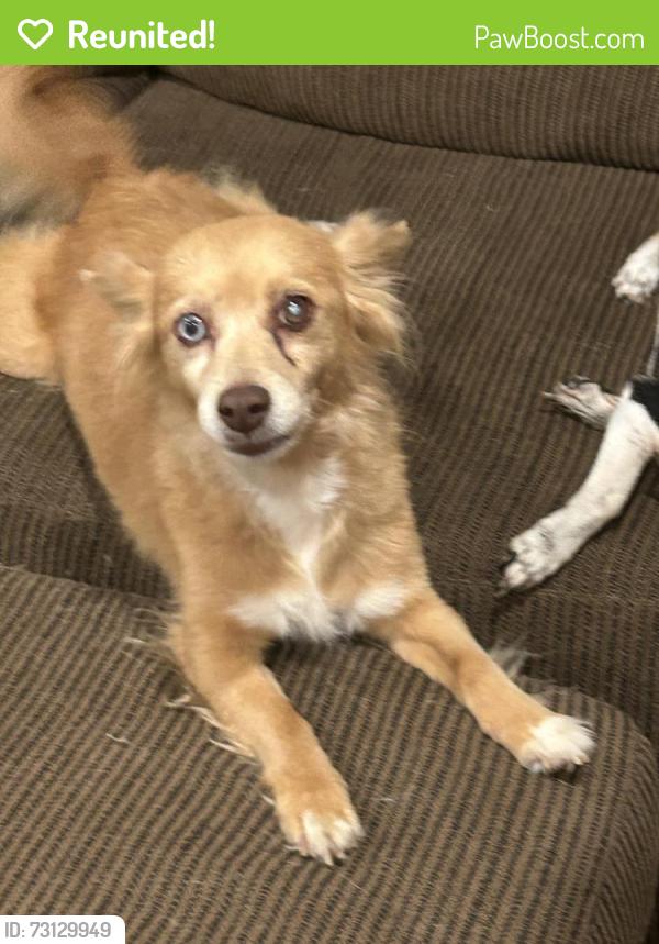Reunited Female Dog last seen Diablo and Elkhorn Blvd, Sacramento, CA 95842