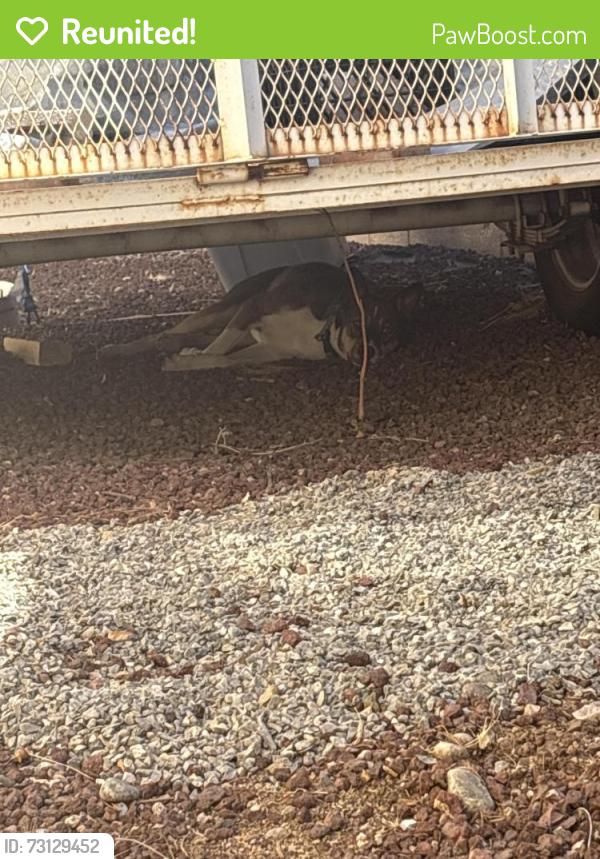 Reunited Unknown Dog last seen Lowe’s on Juan Tabo, Albuquerque, NM 87112