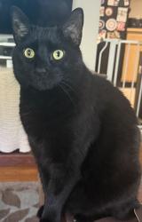 Lost Male Cat last seen Near hana rd edison, Edison, NJ 08817