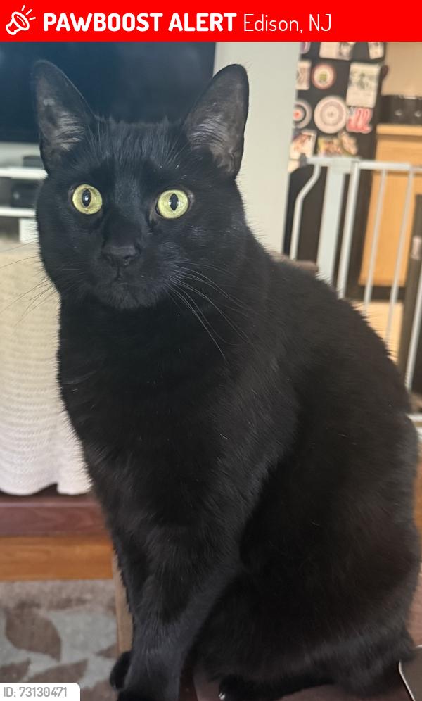 Lost Male Cat last seen Near hana rd edison, Edison, NJ 08817
