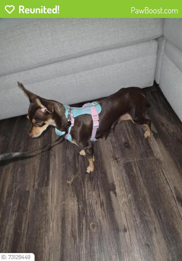Reunited Female Dog last seen Westwood park, Citrus Heights, CA 95621