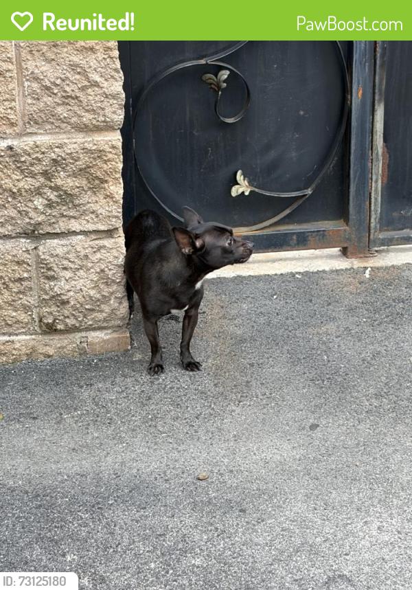 Reunited Male Dog last seen Rising Sun Ave, Philadelphia, PA, USA, Philadelphia, PA 19120