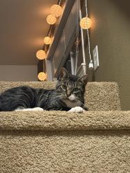 Reunited Male Cat last seen Woodinville-Duvall Rd and NE 172nd ST, Woodinville, WA 98077