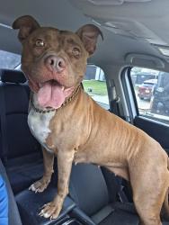 Reunited Female Dog last seen Stagecoach & Rosewood, Killeen, TX 76548