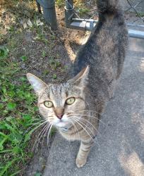 Found/Stray Male Cat last seen Krupp and 9 Mile Road NE, Cannon Township, MI 49341