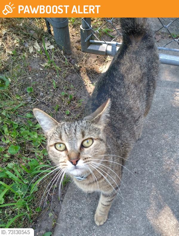 Found/Stray Male Cat last seen Krupp and 9 Mile Road NE, Cannon Township, MI 49341