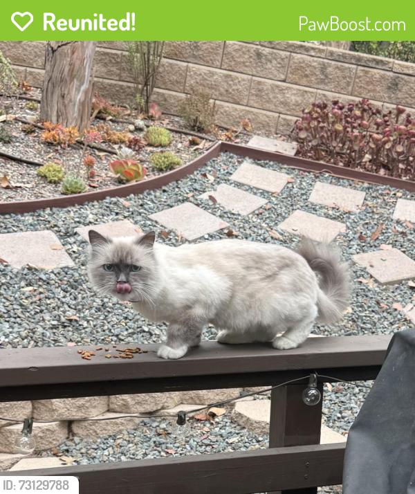 Reunited Unknown Cat last seen Rollingwood and Jerinmo, Lake Forest, CA 92630