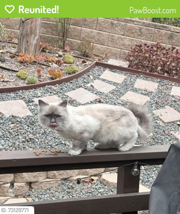 Reunited Unknown Cat last seen Jeronimo and Rollingwood, Lake Forest, CA 92630