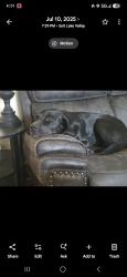 Reunited Female Dog last seen Sego lily drive, Sandy, UT 84094