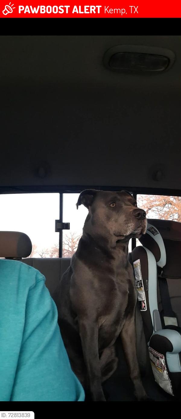 Lost Male Dog last seen County line road, Kemp, TX 75143