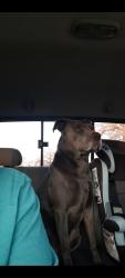 Lost Male Dog last seen County line road, Kemp, TX 75143