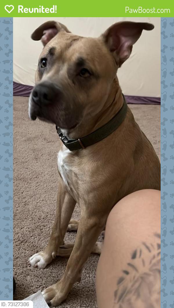 Reunited Male Dog last seen Bethabara Area, Winston-Salem, NC 27108