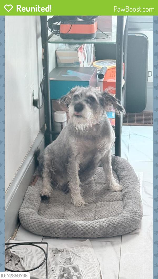 Reunited Male Dog last seen Broad st, maple ave, Julius St, Hartford, CT 06106