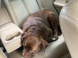 Found/Stray Male Dog last seen On cue on may and 240, Oklahoma City, OK 73159