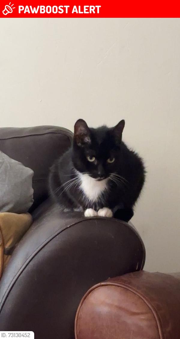 Lost Female Cat last seen Station Road, Skelmanthorpe, Skelmanthorpe, England 