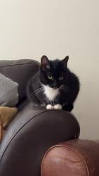 Lost Female Cat last seen Station Road, Skelmanthorpe, Skelmanthorpe, England 