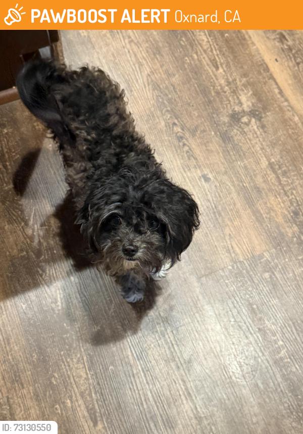 Found/Stray Female Dog last seen San Gorgonio Ave, Oxnard, CA 93030