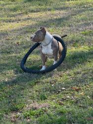 Reunited Male Dog last seen Near Lower Wetumpka Rd, Montgomery, AL 36110, USA, Montgomery, AL 36110