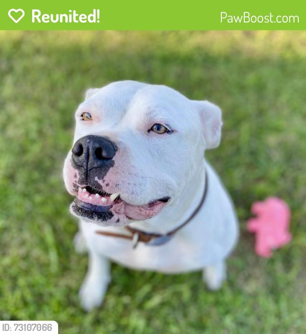 Reunited Female Dog last seen Stout St in Tellico Plains, Tellico Plains, TN 37385