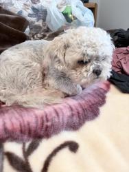 Found/Stray Male Dog last seen Grandeestern, Converse, TX 78109