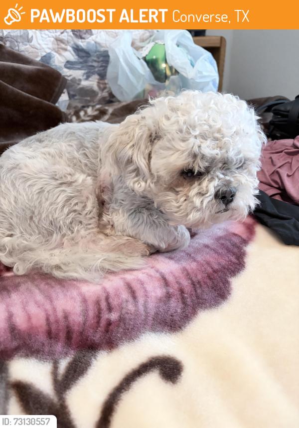 Found/Stray Male Dog last seen Grandeestern, Converse, TX 78109