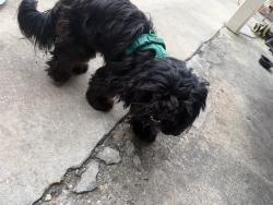 Found/Stray Male Dog last seen Behind Benodetto's, Addis, LA 70710