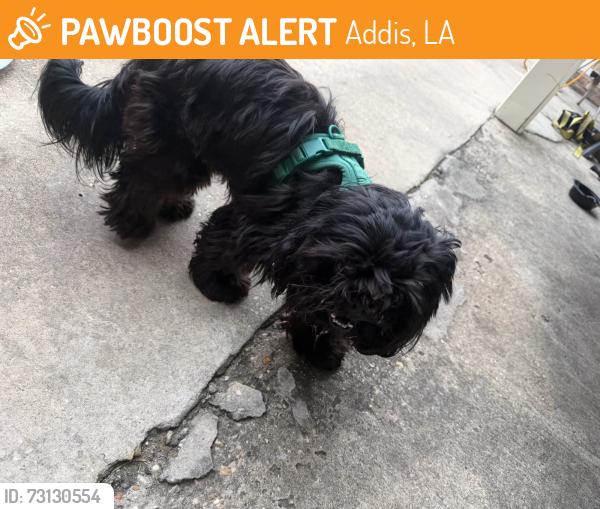 Found/Stray Male Dog last seen Behind Benodetto's, Addis, LA 70710