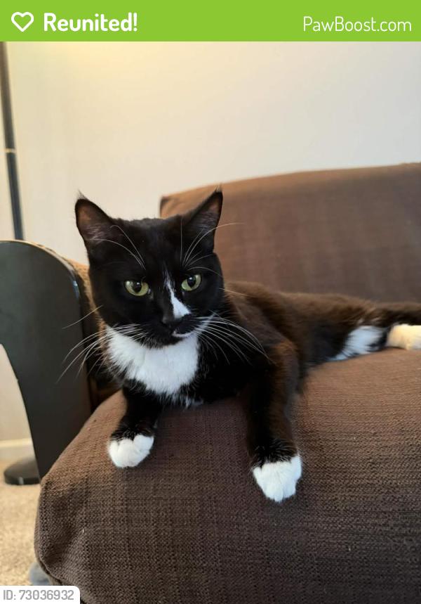 Reunited Female Cat last seen Soundside Apts, Fort Walton Beach, FL 32548