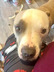Lost Female Dog last seen 13th and San Antonio, Port Arthur, TX 77640