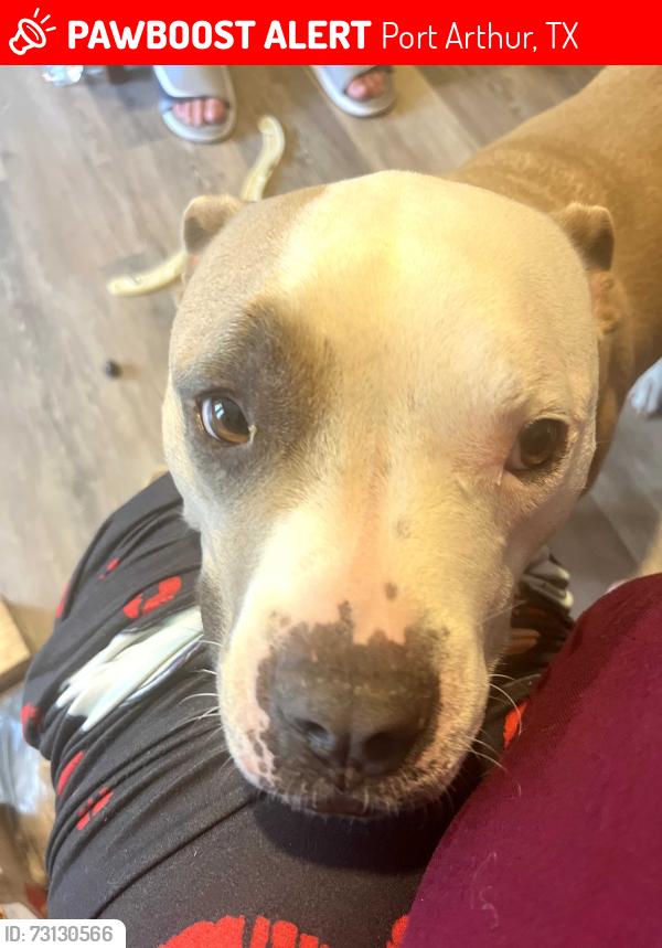 Lost Female Dog last seen 13th and San Antonio, Port Arthur, TX 77640
