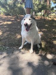 Reunited Female Dog last seen Morse Park 20th and Wadsworth, Lakewood, CO 80215