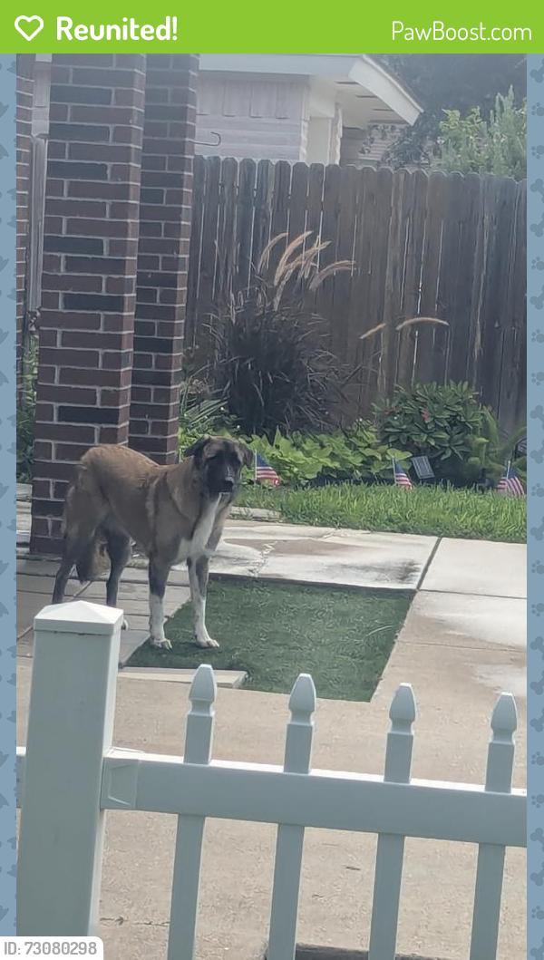 Reunited Female Dog last seen N 42nd St, McAllen, TX, USA, McAllen, TX 78501