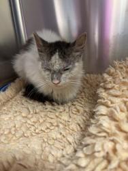 Shelter Stray Unknown Cat last seen Near E 17th Street, Oakland, CA, 1101 29th Ave, Oakland, CA 94601, USA