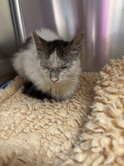 Shelter Stray Unknown Cat last seen Near E 17th Street, Oakland, CA, 1101 29th Ave, Oakland, CA 94601, USA