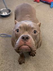 Shelter Stray Female Dog last seen W 87 & Detroit, 1st District, OH, 9203 Detroit Ave, Cleveland, OH 44102, USA