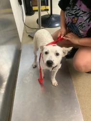 Shelter Stray Female Dog last seen , , TX, 355 Hillshire Dr, Haslet, TX 76052, USA