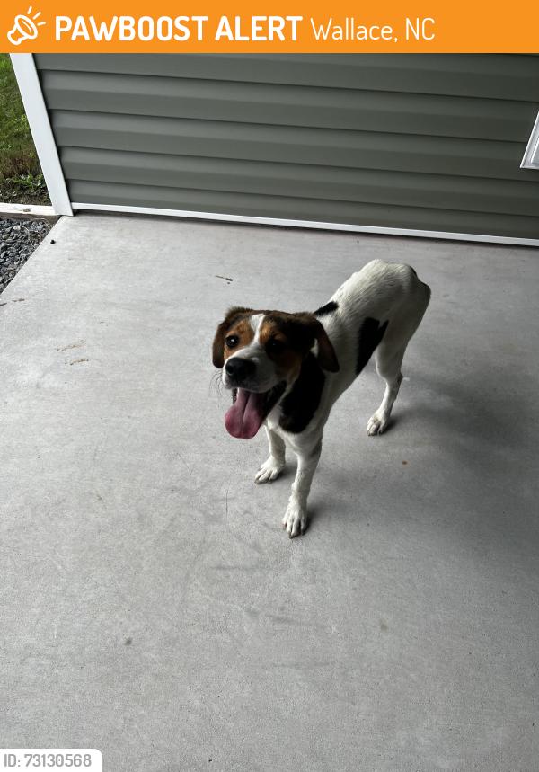 Found/Stray Female Dog last seen E Carter Street & Old Wilmington Rd, Wallace, NC 28464