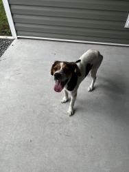 Found/Stray Female Dog last seen E Carter Street & Old Wilmington Rd, Wallace, NC 28464