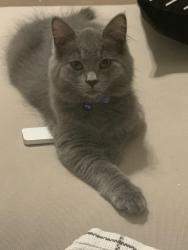 Lost Female Cat last seen Near & Industrial Pkwy, New California, OH 43064