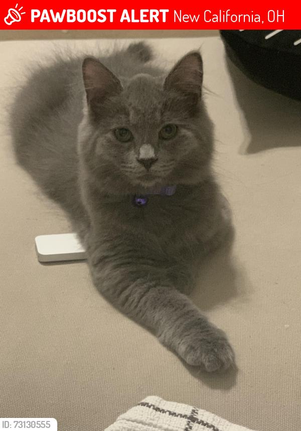 Lost Female Cat last seen Near & Industrial Pkwy, New California, OH 43064
