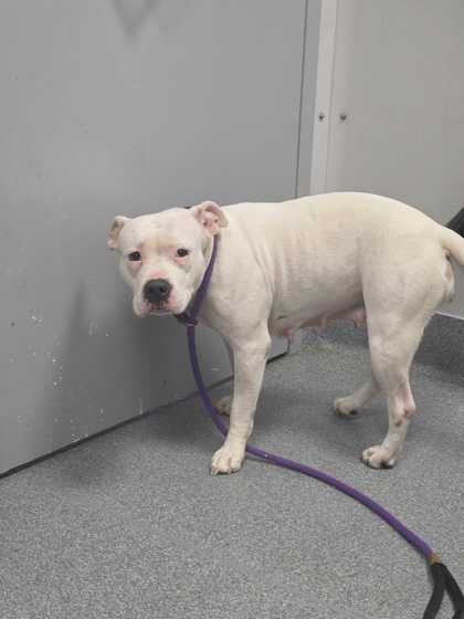 Shelter Stray Female Dog last seen E Ridge Rd, Sevierville PD, TN, 1008 Old Knoxville Hwy, Sevierville, TN 37862, USA