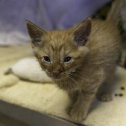 Shelter Stray Male Cat last seen Jahnke Road, Cottage Grove, Town of, WI, 5132 Voges Rd, Madison, WI 53718, USA