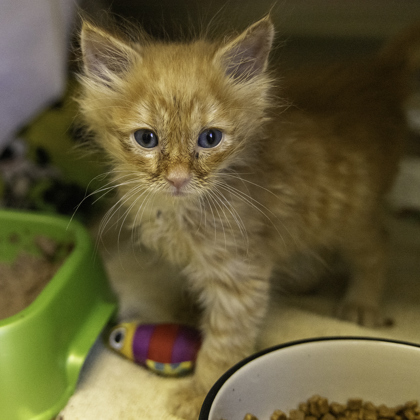 Shelter Stray Male Cat last seen Jahnke Road, Cottage Grove, Town of, WI, 5132 Voges Rd, Madison, WI 53718, USA