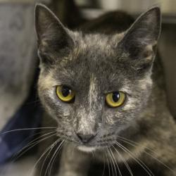Shelter Stray Female Cat last seen Turner Ave, Madison 15, City of, WI, 5132 Voges Rd, Madison, WI 53718, USA