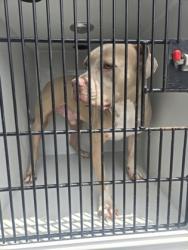 Shelter Stray Male Dog last seen Near rose palm ln, Atlanta, GA, 1251 Fulton Industrial Blvd NW, Atlanta, GA 30336, USA
